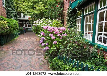 Colorful hydrangea blossoms on the east frisian island of Spiekeroog, Lower Saxony, Germany, Europe View Large Photo Image Stock Image - Colorful hydrangea blossoms on the east frisian island of Spiekeroog, Lower Saxony, Germany, Europe. Fotosearch