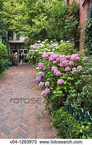 Colorful hydrangea blossoms on the east frisian island of Spiekeroog, Lower Saxony, Germany, Europe View Large Photo Image Stock Image - Colorful hydrangea blossoms on the east frisian island of Spiekeroog, Lower Saxony, Germany, Europe. Fotosearch