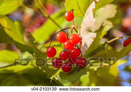 Colorful red berries on a gelder rose bush (Viburnum opulus), Germany, Europe View Large Photo Image Stock Photo - Colorful red berries on a gelder rose bush (Viburnum opulus), Germany, Europe. Fotosearch