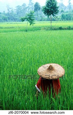 Colorful scenic of rice fields farmer on Yangtze River in China. View Large Photo Image Picture - Colorful scenic of rice fields farmer on Yangtze River in China.. Fotosearch