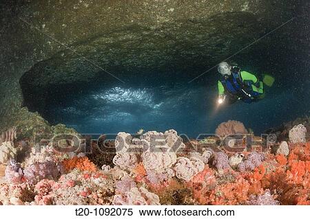 Colorful Soft Corals in Grotto, Dendronephthya mucronata, Raja Ampat, West Papua, Indonesia View Large Photo Image Stock Photography - Colorful Soft Corals in Grotto, Dendronephthya mucronata, Raja Ampat, West Papua, Indonesia. Fotosearch