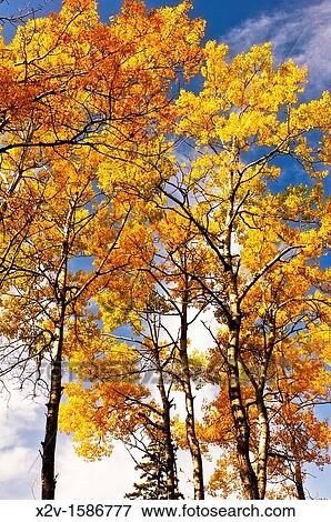 Colorful yellow autumn birch leaves View Large Photo Image Stock Photo - Colorful yellow autumn birch leaves. Fotosearch
