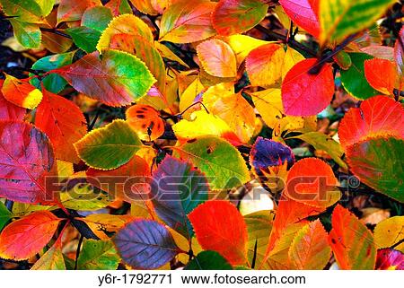 Stock Image - Colourful array of Autumn / Fall leaves. Fotosearch