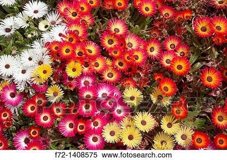 Colourful flowers on Marine Parade, Napier, Hawkes Bay, North Island, New Zealand View Large Photo Image Stock Photography - Colourful flowers on Marine Parade, Napier, Hawkes Bay, North Island, New Zealand. Fotosearch