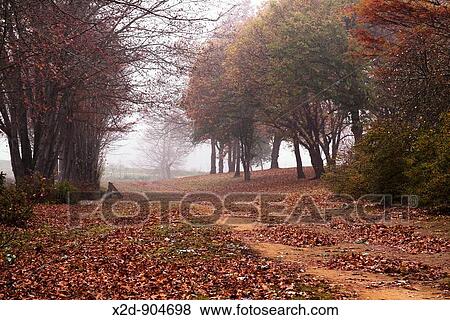 Colourful lane through autumn leaves View Large Photo Image Stock Photo - Colourful lane through autumn leaves. Fotosearch
