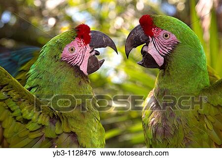 Colourful Macaws, Quintana Roo State, Mexico View Large Photo Image Stock Photograph - Colourful Macaws, Quintana Roo State, Mexico. Fotosearch