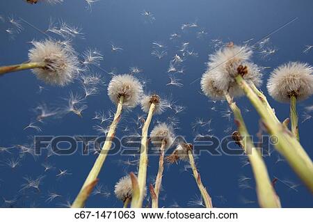 Colts-foot Tussilago farfara seedheads View Large Photo Image Stock Image - Colts-foot Tussilago farfara seedheads. Fotosearch