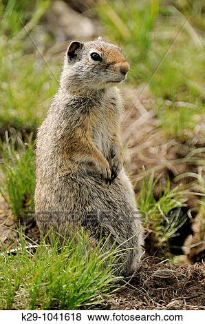 Columbian ground squirrel Spermophilus columbianus View Large Photo Image Stock Photo - Columbian ground squirrel Spermophilus columbianus. Fotosearch