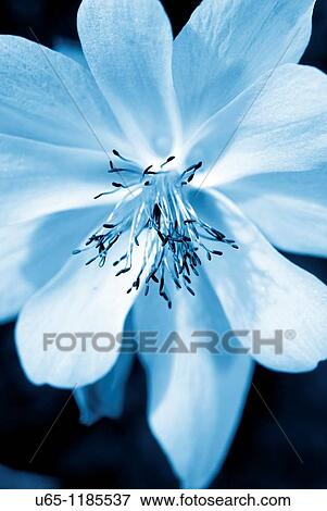 Columbine View Large Photo Image Stock Photo - Columbine. Fotosearch