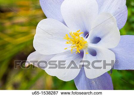 Stock Photo - Columbine. Fotosearch
