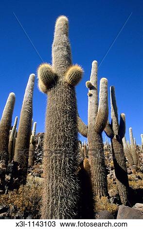 Columnar cacti Isla Pescado Salar de Uyuni Potosi departament Bolivia View Large Photo Image Stock Image - Columnar cacti Isla Pescado Salar de Uyuni Potosi departament Bolivia. Fotosearch