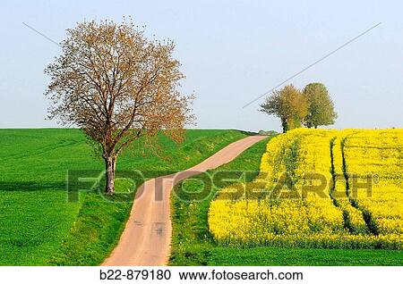 Stock Image - Colza fields, Nievre, Burgundy, France.. Fotosearch