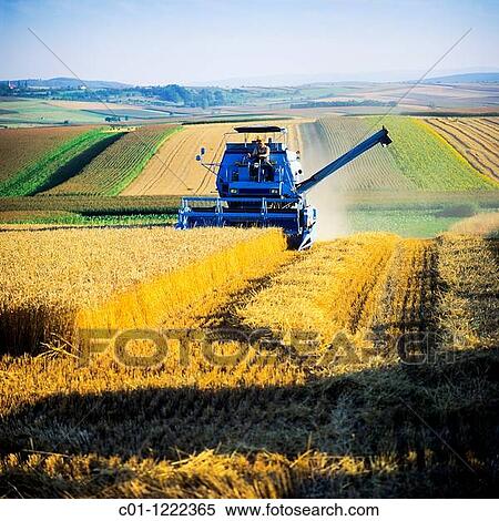 Combine harvester in wheat field Alsace France View Large Photo Image Stock Photography - Combine harvester in wheat field Alsace France. Fotosearch