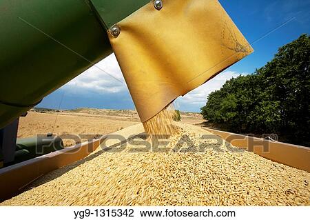 Stock Image - Combine-harvester on a field of wheat downloading wheat into a tow. Fotosearch