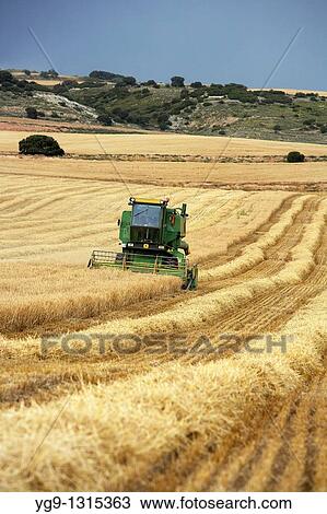 Stock Image - Combine-harvester on a field of wheat. Fotosearch