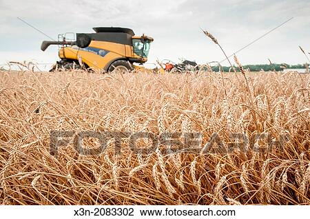 Combine harvesting wheat on the Eastern Shore of Maryland USA View Large Photo Image Stock Image - Combine harvesting wheat on the Eastern Shore of Maryland USA. Fotosearch