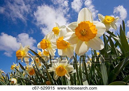 Commercial Daffodil Growing Norfolk UK View Large Photo Image Stock Photography - Commercial Daffodil Growing Norfolk UK. Fotosearch