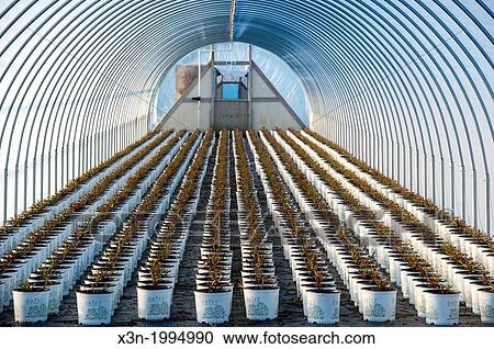 Commercial greenhouse nursery in Maryland. View Large Photo Image Stock Image - Commercial greenhouse nursery in Maryland.. Fotosearch
