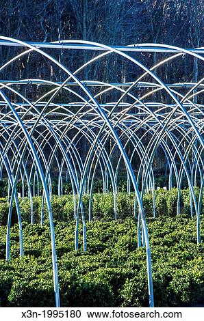 Commercial greenhouse nursery in Maryland. View Large Photo Image Stock Image - Commercial greenhouse nursery in Maryland.. Fotosearch