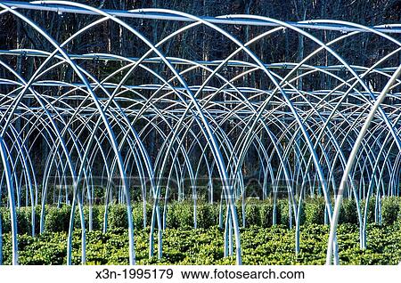 Commercial greenhouse nursery in Maryland. View Large Photo Image Stock Photo - Commercial greenhouse nursery in Maryland.. Fotosearch