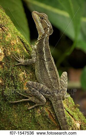 Common Basilisk Basiliscus basiliscus. Costa Rica, tropical rainforest, capable of running across water View Large Photo Image Stock Photograph - Common Basilisk Basiliscus basiliscus. Costa Rica, tropical rainforest, capable of running across water. Fotosearch