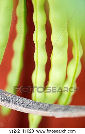 Common bean (Phaseolus vulgaris) growing in garden. View Large Photo Image Stock Image - Common bean (Phaseolus vulgaris) growing in garden.. Fotosearch