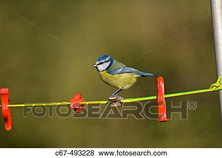 Common bird. View Large Photo Image Stock Photo - Common bird.. Fotosearch