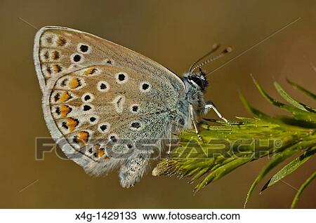 Stock Image - Common Blue butterfly Polyommatus icarus. Fotosearch