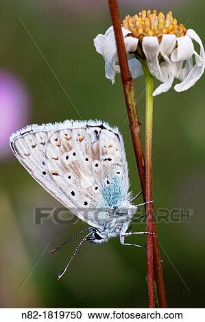 Common Blue Butterfly Polyommatus icarus resting on Oxeye daisy Leucanthemum vulgare - Bavaria/Germany View Large Photo Image Stock Image - Common Blue Butterfly Polyommatus icarus resting on Oxeye daisy Leucanthemum vulgare - Bavaria/Germany. Fotosearch