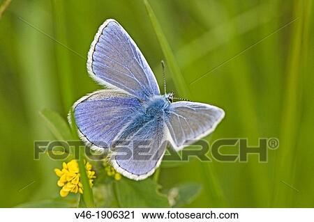 Common Blue, Polyommatus icarus back Blue wings of the male Common Blue Upper wings form above View Large Photo Image Stock Image - Common Blue, Polyommatus icarus back Blue wings of the male Common Blue Upper wings form above. Fotosearch
