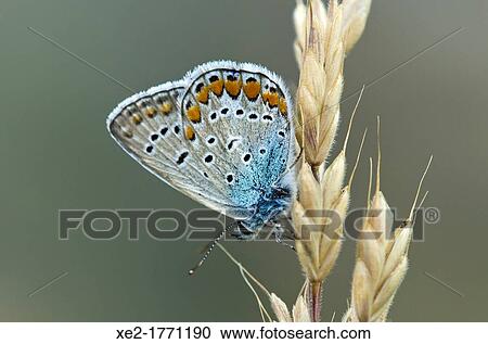Common Blue - Polyommatus icarus, Greece View Large Photo Image Stock Image - Common Blue - Polyommatus icarus, Greece. Fotosearch