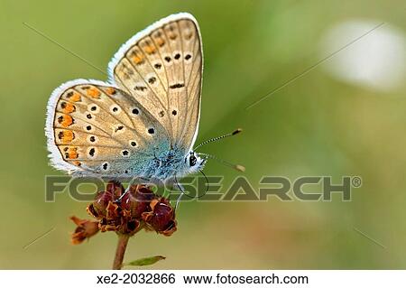 Stock Photograph - Common Blue - Polyommatus icarus, Greece. Fotosearch