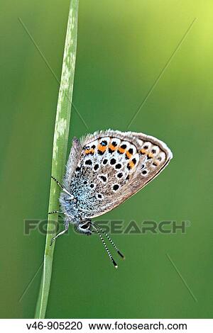 Common Blue, polyommatus icarus on a blade of grass, settled for evening sleep View Large Photo Image Stock Image - Common Blue, polyommatus icarus on a blade of grass, settled for evening sleep. Fotosearch
