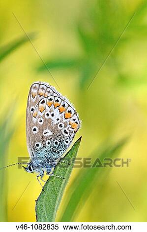 Stock Photography - Common Blue, polyommatus icarus settled for evening on a leaf of wild borage. Fotosearch
