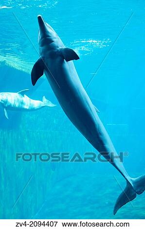 Common bottlenose dolphin (Tursiops truncatus) swimming underwater View Large Photo Image Stock Photo - Common bottlenose dolphin (Tursiops truncatus) swimming underwater. Fotosearch