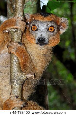 Common Brown Lemur (Eulemur fulvus), male View Large Photo Image Stock Image - Common Brown Lemur (Eulemur fulvus), male. Fotosearch