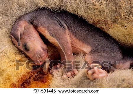 Common Brushtail Possum (Trichosurus vulpecula) Pouch Embryo _ New Zealand _ Native to Eastern Australia _ Introduced to New Zealand View Large Photo Image Stock Photography - Common Brushtail Possum (Trichosurus vulpecula) Pouch Embryo _ New Zealand _ Native to Eastern Australia _ Introduced to New Zealand. Fotosearch