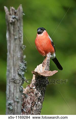 Common Bullfinch Pyrrhula Pyrrhula, male. Finland. Scandinavia. Europe View Large Photo Image Picture - Common Bullfinch Pyrrhula Pyrrhula, male. Finland. Scandinavia. Europe. Fotosearch