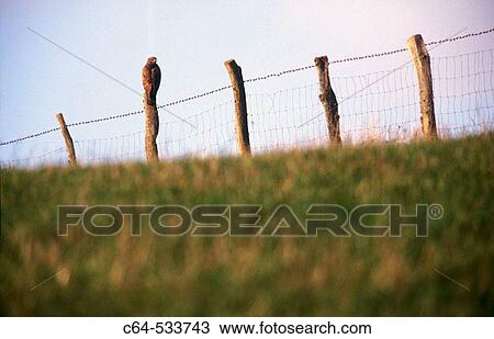 Common Buzzard (Buteo buteo). Navarra, Spain. View Large Photo Image Stock Image - Common Buzzard (Buteo buteo). Navarra, Spain.. Fotosearch