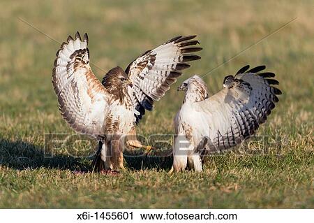 Stock Image - Common Buzzard Buteo buteo, two on meadow, fighting over food, Lower Saxony, Germany. Fotosearch
