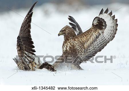 Common Buzzard Buteo buteo, two fighting over food in winter View Large Photo Image Stock Image - Common Buzzard Buteo buteo, two fighting over food in winter. Fotosearch
