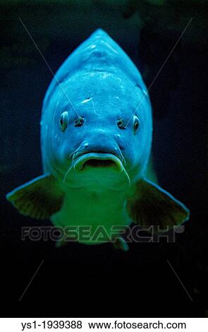 Common Carp, cyprinus carpio. View Large Photo Image Stock Photo - Common Carp, cyprinus carpio.. Fotosearch