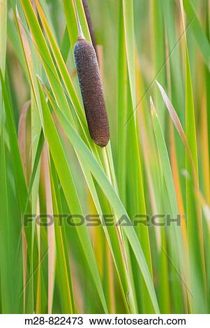 Common Cattail Typha latifolia View Large Photo Image Stock Image - Common Cattail Typha latifolia. Fotosearch