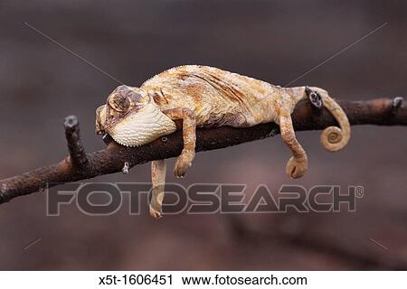 Common Chameleon Chamaeleo chamaeleon Photographed in Israel, View Large Photo Image Stock Image - Common Chameleon Chamaeleo chamaeleon Photographed in Israel,. Fotosearch