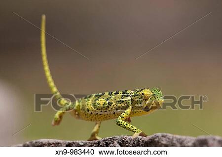 Common Chameleon Chamaeleo chamaeleon, Etosha National Park, Namibia View Large Photo Image Stock Image - Common Chameleon Chamaeleo chamaeleon, Etosha National Park, Namibia. Fotosearch