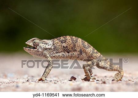 Common chameleon Chamaeleo chamaeleon, Etosha National Park, Namibia View Large Photo Image Stock Image - Common chameleon Chamaeleo chamaeleon, Etosha National Park, Namibia. Fotosearch