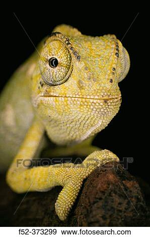 Common Chameleon (Chamaeleo chamaeleon) View Large Photo Image Stock Photo - Common Chameleon (Chamaeleo chamaeleon). Fotosearch