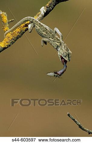 Stock Photo - Common Chameleon (Chamaeleo chamaeleon). Fotosearch