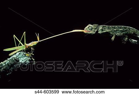 Common Chameleon (Chamaeleo chamaeleon) View Large Photo Image Stock Photo - Common Chameleon (Chamaeleo chamaeleon). Fotosearch