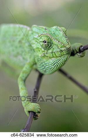 Common Chameleon (Chamaeleo chamaeleon). Cadiz. Andalucia. Spain View Large Photo Image Picture - Common Chameleon (Chamaeleo chamaeleon). Cadiz. Andalucia. Spain. Fotosearch